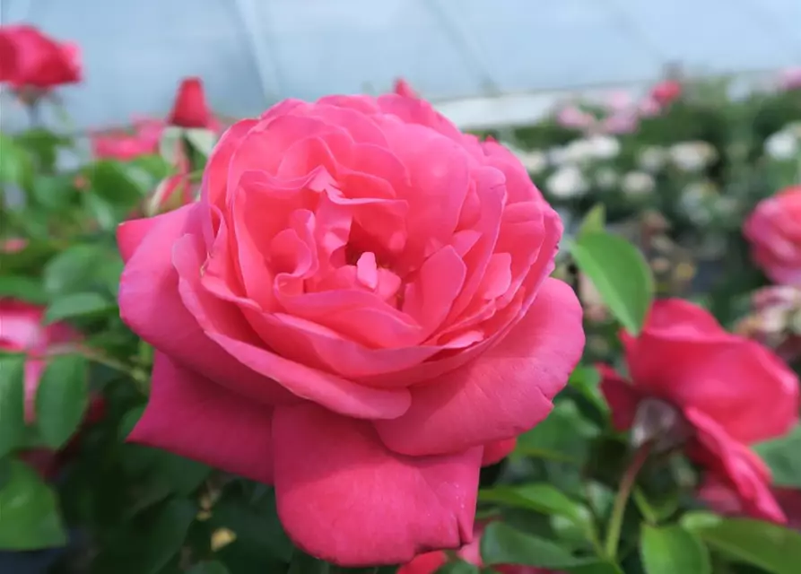 Edelrose 'Cherry Lady'®