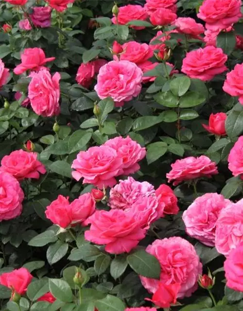 Edelrose 'Cherry Lady'®