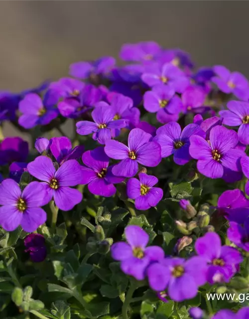 Aubrieta x cult.'Hamburger Stadtpark'