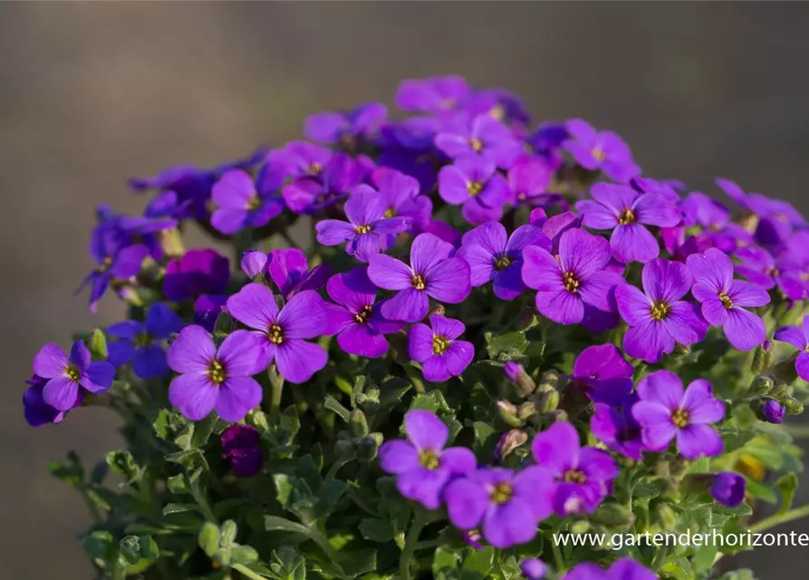 Aubrieta x cult.'Hamburger Stadtpark'