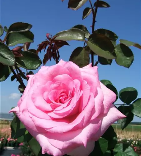 Edelrose 'Beverly'®