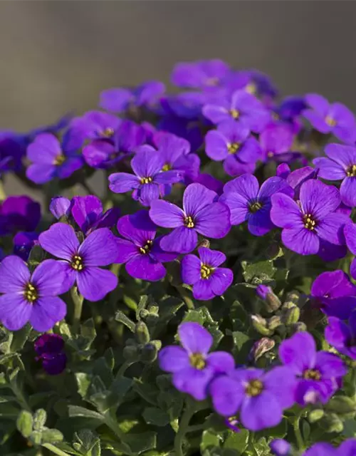 Aubrieta x cult.'Hamburger Stadtpark'