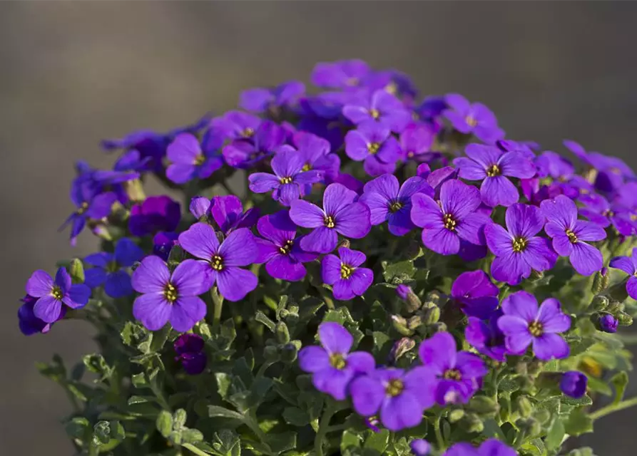 Aubrieta x cult.'Hamburger Stadtpark'