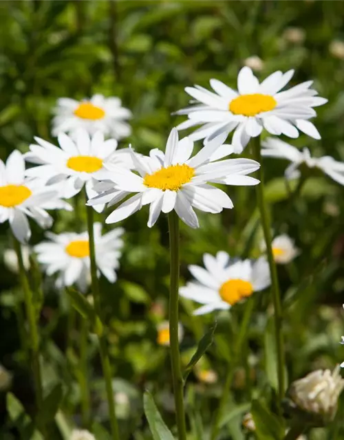 Chamaemelum nobile 'Plenum'