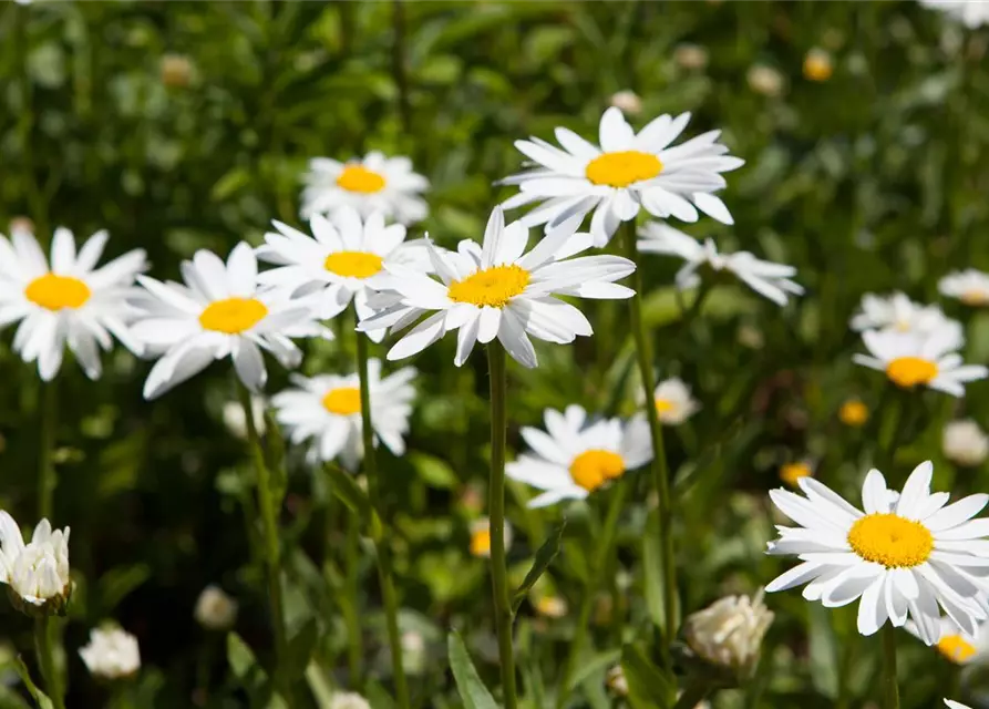 Chamaemelum nobile 'Plenum'