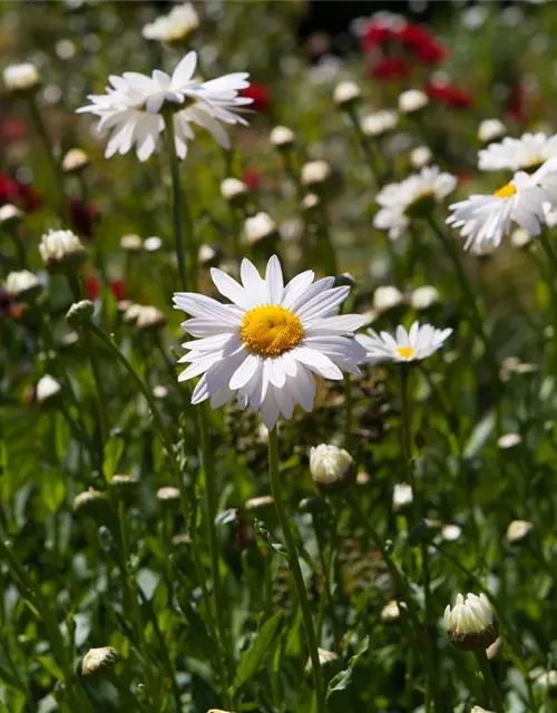 Chamaemelum nobile 'Plenum'