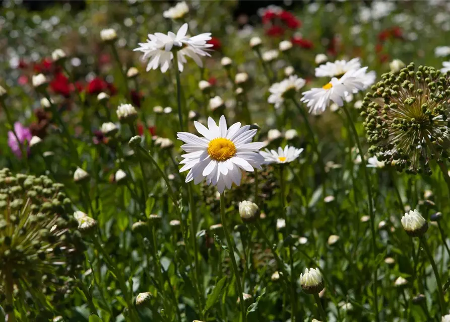 Chamaemelum nobile 'Plenum'