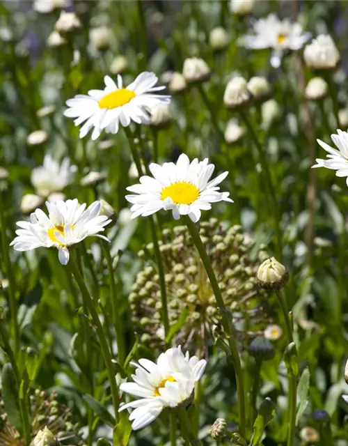 Chamaemelum nobile 'Plenum'