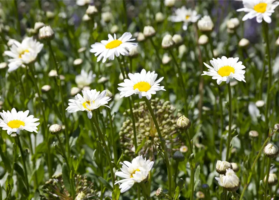 Chamaemelum nobile 'Plenum'