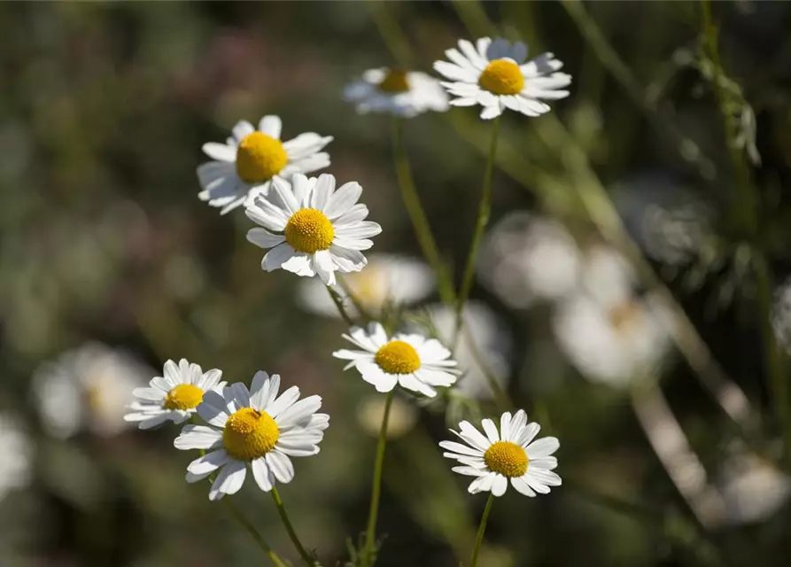 Chamaemelum nobile 'Plenum'