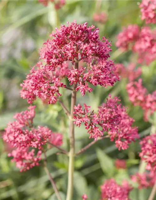 Centranthus ruber 'Coccineus'