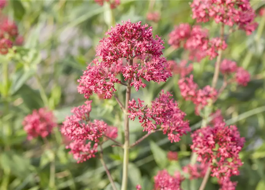 Centranthus ruber 'Coccineus'