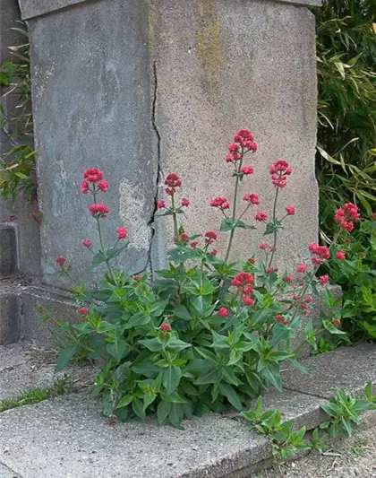 Centranthus ruber 'Coccineus'