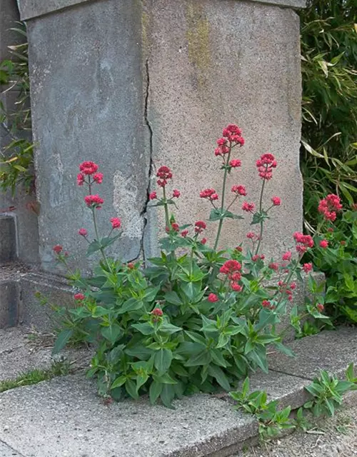 Centranthus ruber 'Coccineus'