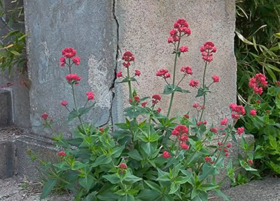 Centranthus ruber 'Coccineus'