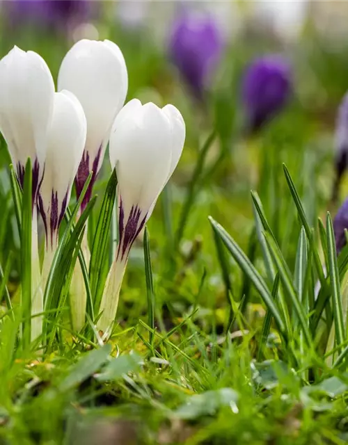 Botanische Krokusse 'Frühlingsboten'