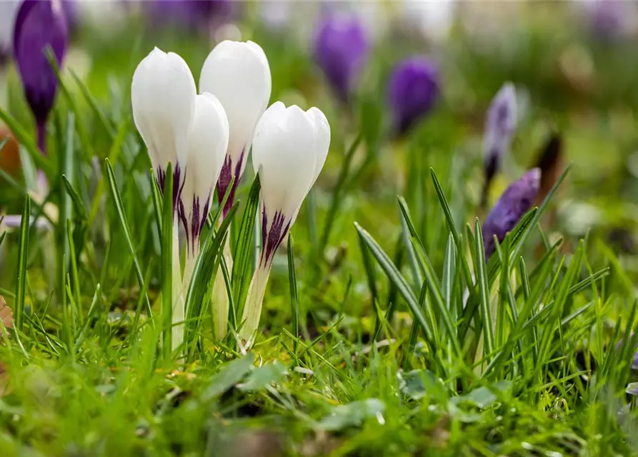 Botanische Krokusse 'Frühlingsboten'