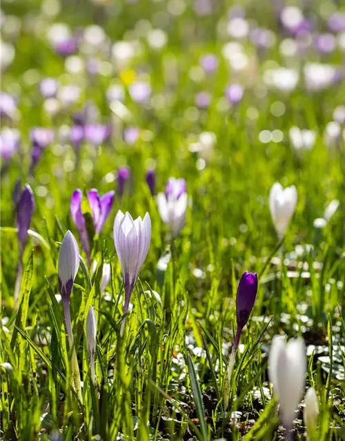 Botanische Krokusse 'Frühlingsboten'