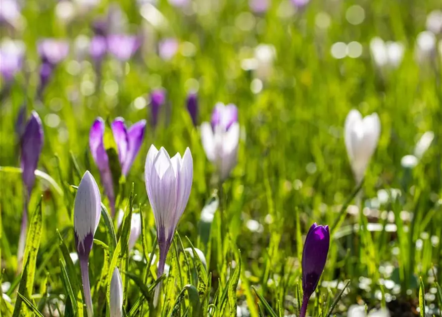 Botanische Krokusse 'Frühlingsboten'