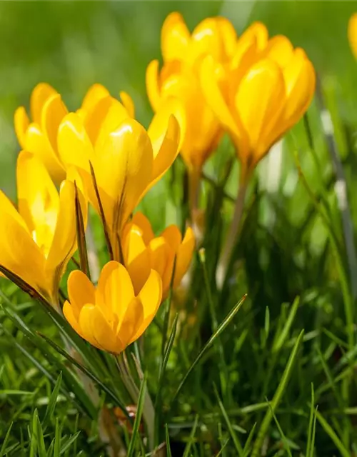 Botanische Krokusse 'Frühlingsboten'