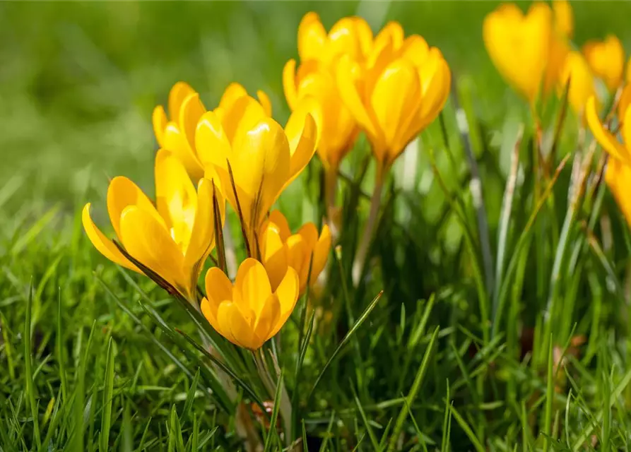 Botanische Krokusse 'Frühlingsboten'