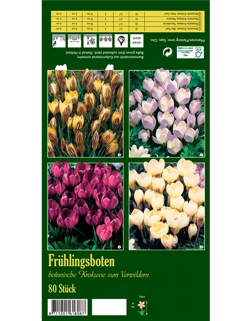 Botanische Krokusse 'Frühlingsboten'