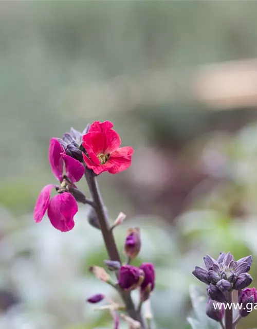 Erysimum cheiri 'Red Jep' -R-