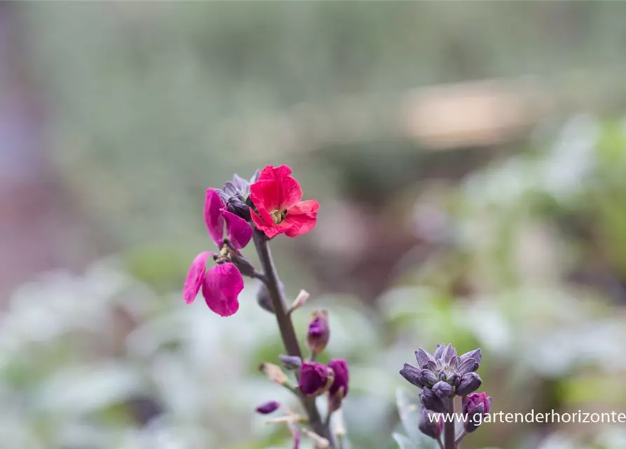 Erysimum cheiri 'Red Jep' -R-