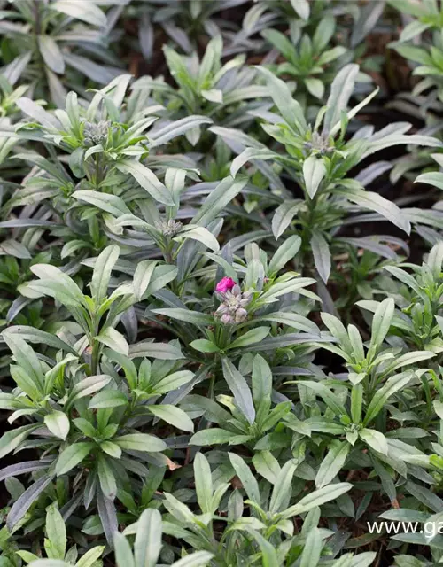 Erysimum cheiri 'Red Jep' -R-