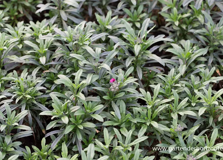 Erysimum cheiri 'Red Jep' -R-