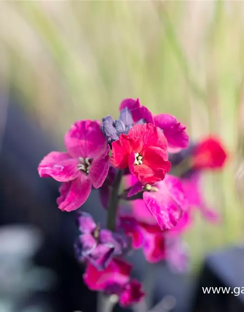 Erysimum cheiri 'Red Jep' -R-