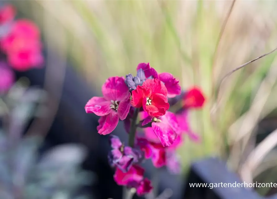 Erysimum cheiri 'Red Jep' -R-