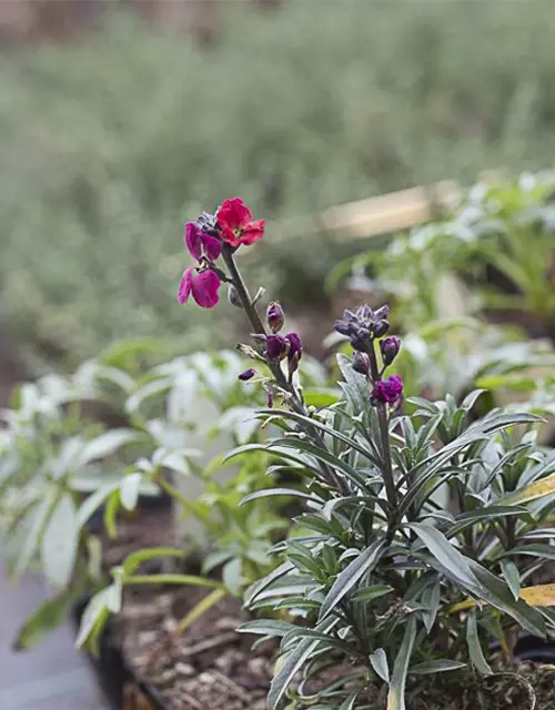 Erysimum cheiri 'Red Jep' -R-