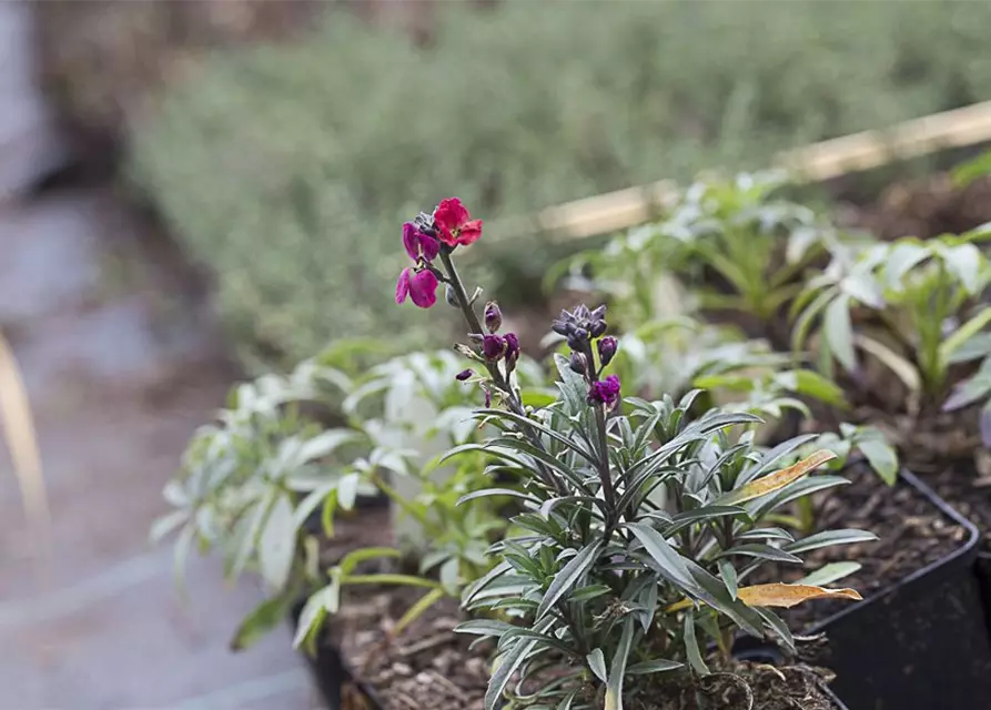 Erysimum cheiri 'Red Jep' -R-