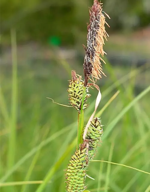 Carex acutiformis