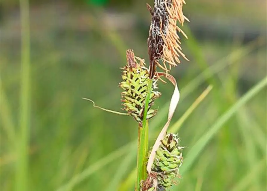 Carex acutiformis