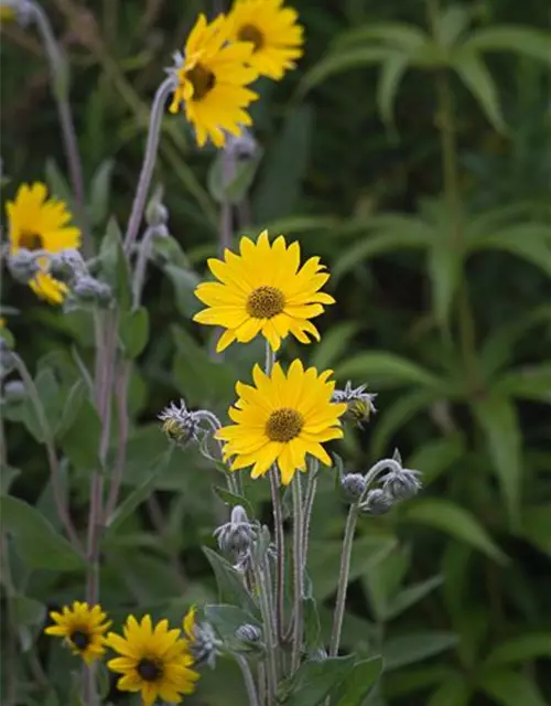 Behaarte Sonnenblume