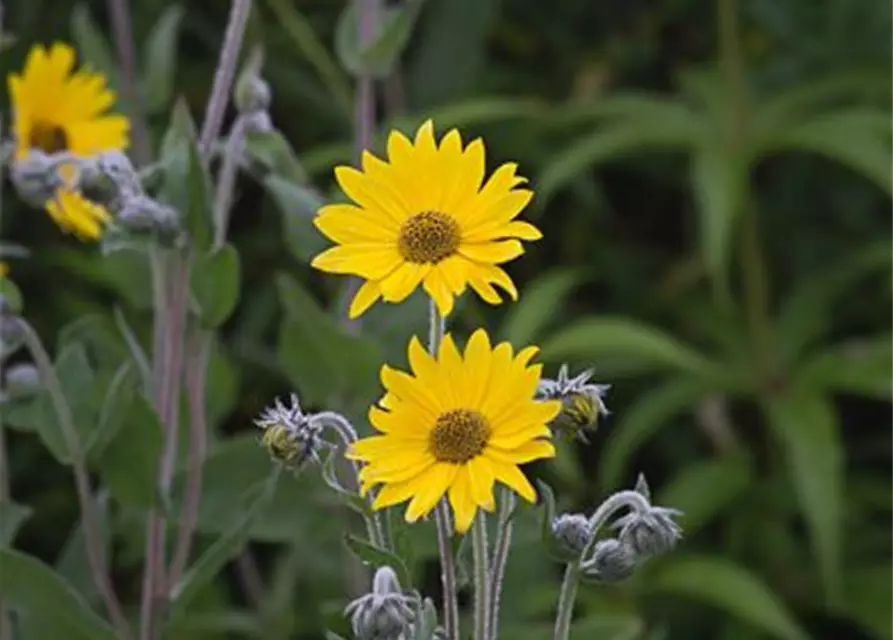 Behaarte Sonnenblume