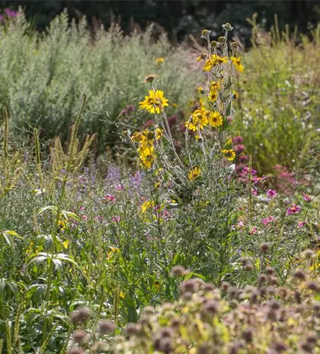 Behaarte Sonnenblume