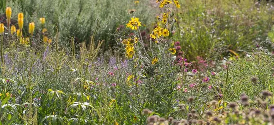 Behaarte Sonnenblume