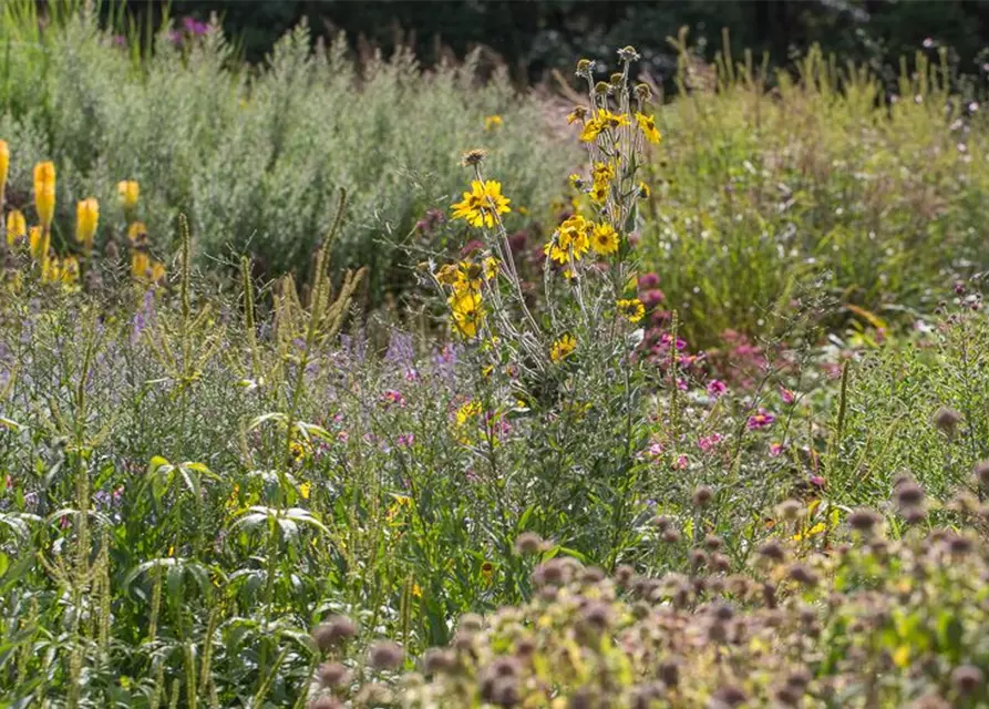 Behaarte Sonnenblume