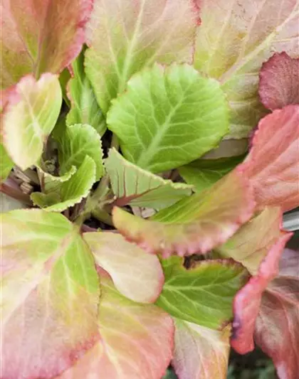 Bergenia cordifolia 'Abendglut'