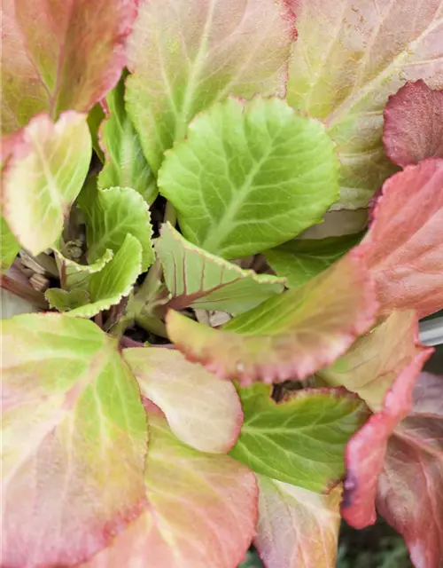 Bergenia cordifolia