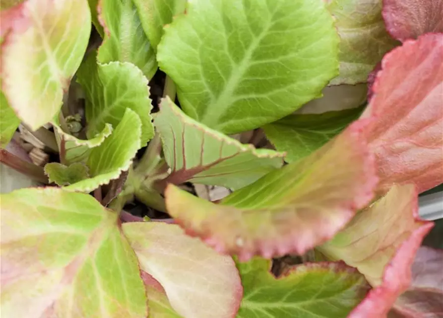 Bergenia cordifolia