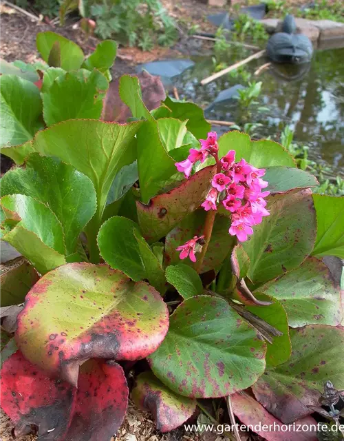 Bergenia cordifolia