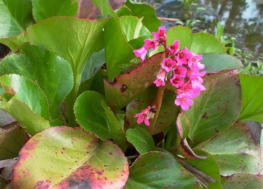 Bergenia cordifolia