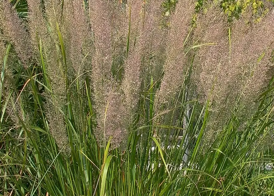 Calamagrostis brachytricha