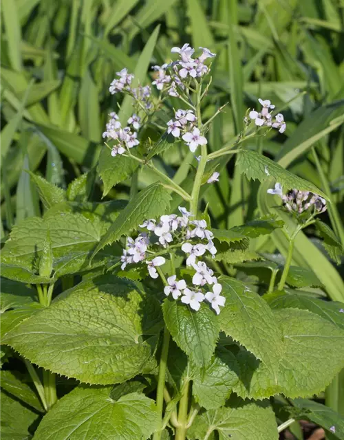 Ausdauerndes Silberblatt