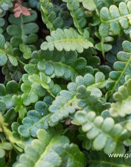 Blechnum penna-marina