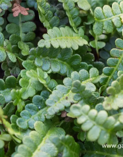 Blechnum penna-marina